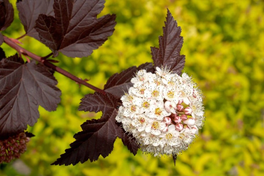 Пузыреплодник Diabolo