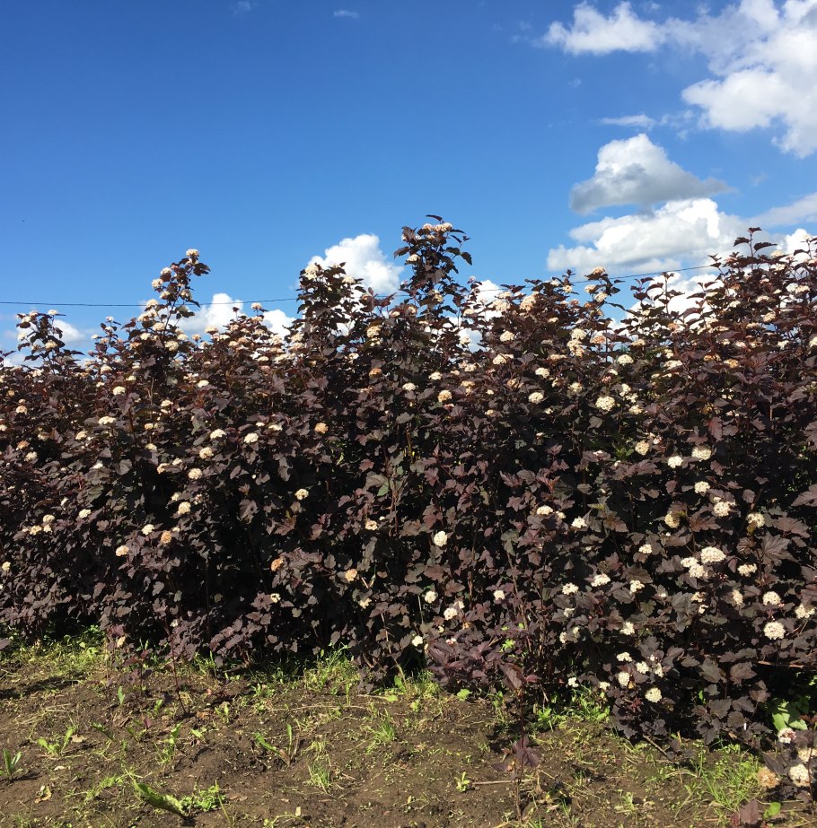 Пузыреплодник калинолистный (Physocarpus opulifolius)