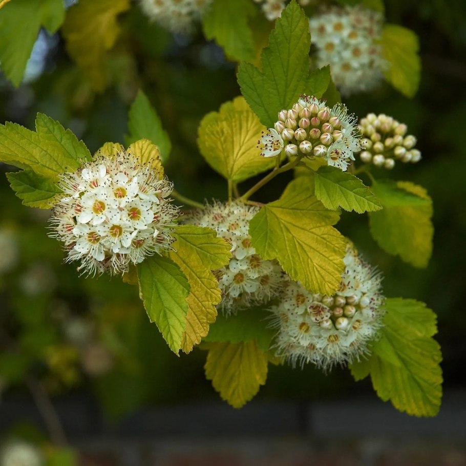 Пузыреплодник калинолистный physocarpus opulifolius