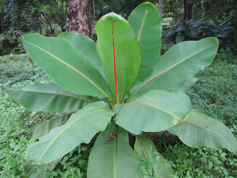 Цветение банана