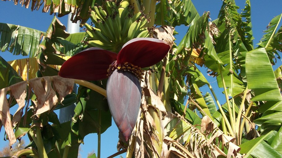 Пальма Бразилия банан