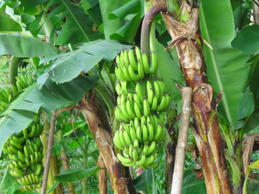 Бананы на Пальме