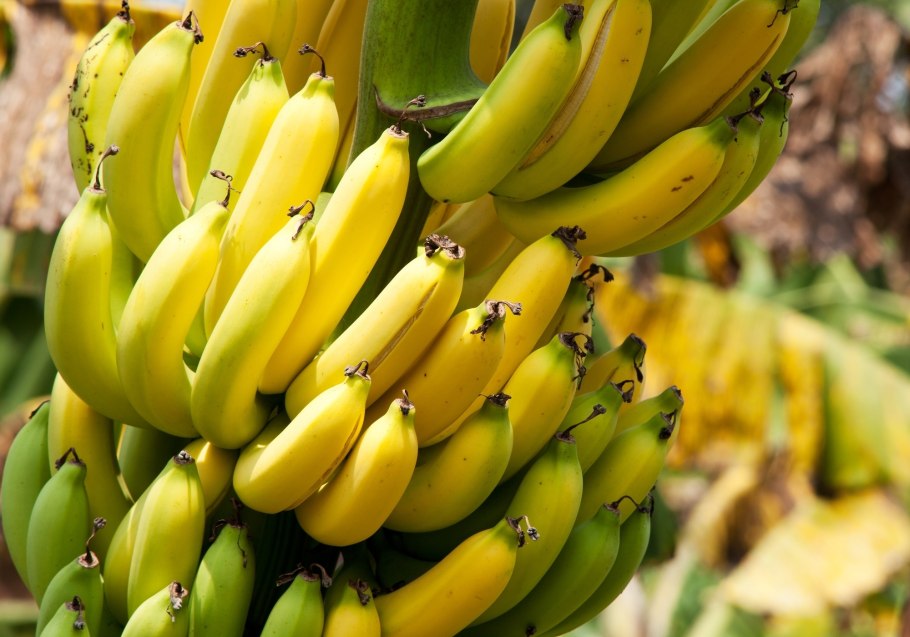 Банановое дерево