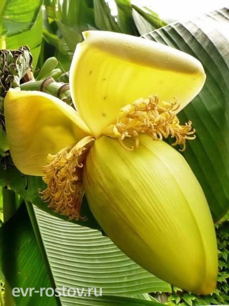 Банан Басио