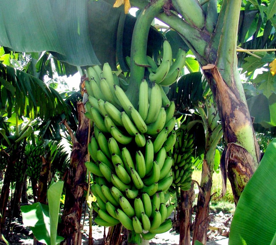 Бананы Гро Мишель