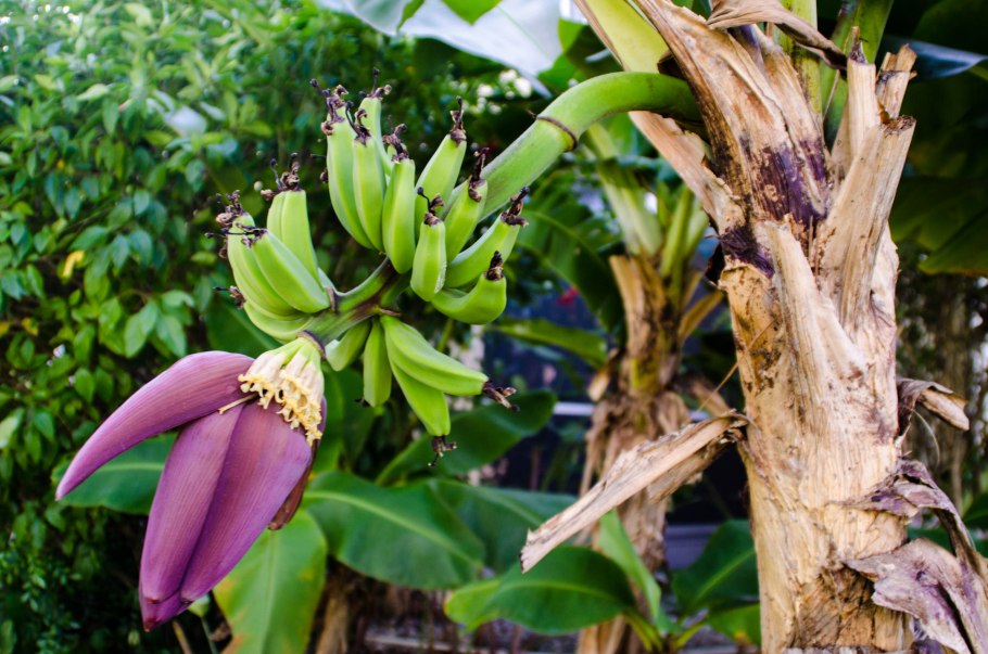 Банановая Пальма дерево