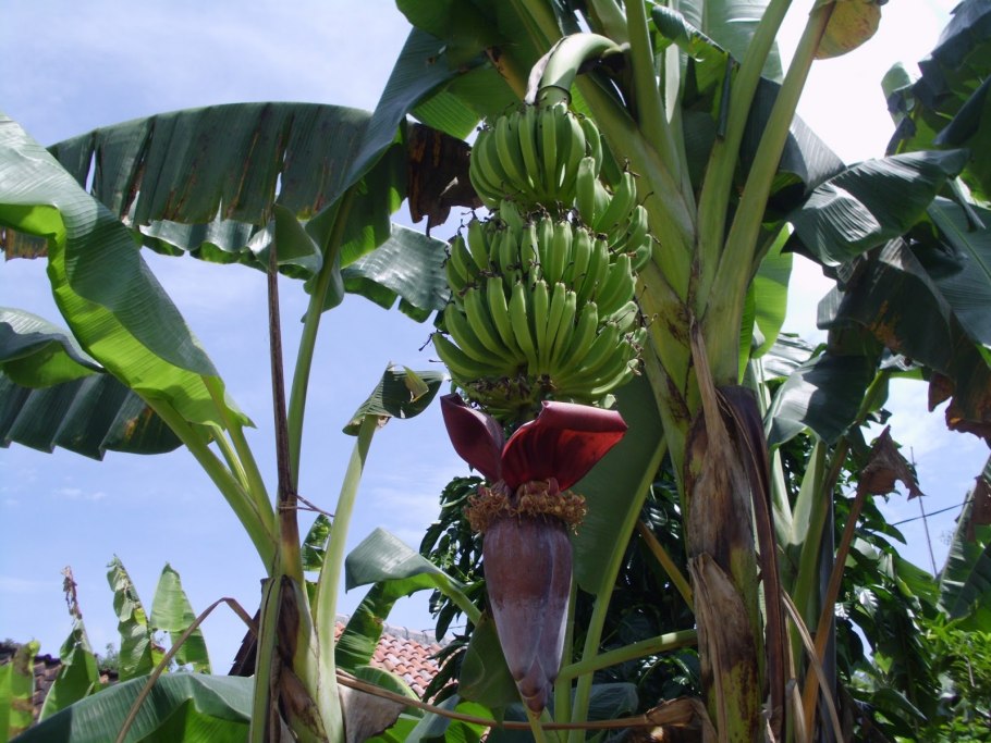 Бабан Пальма