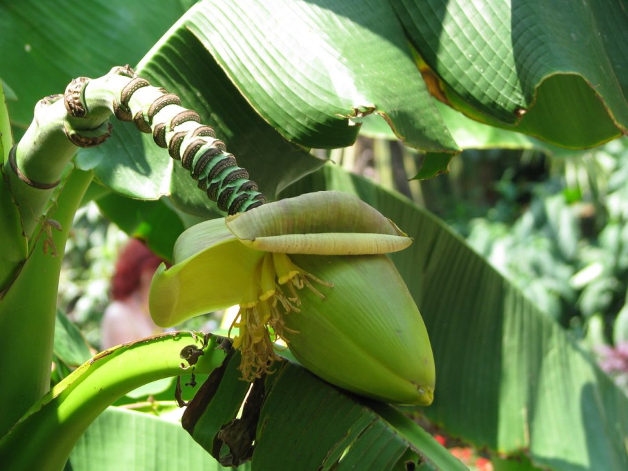 Японская банановая Пальма