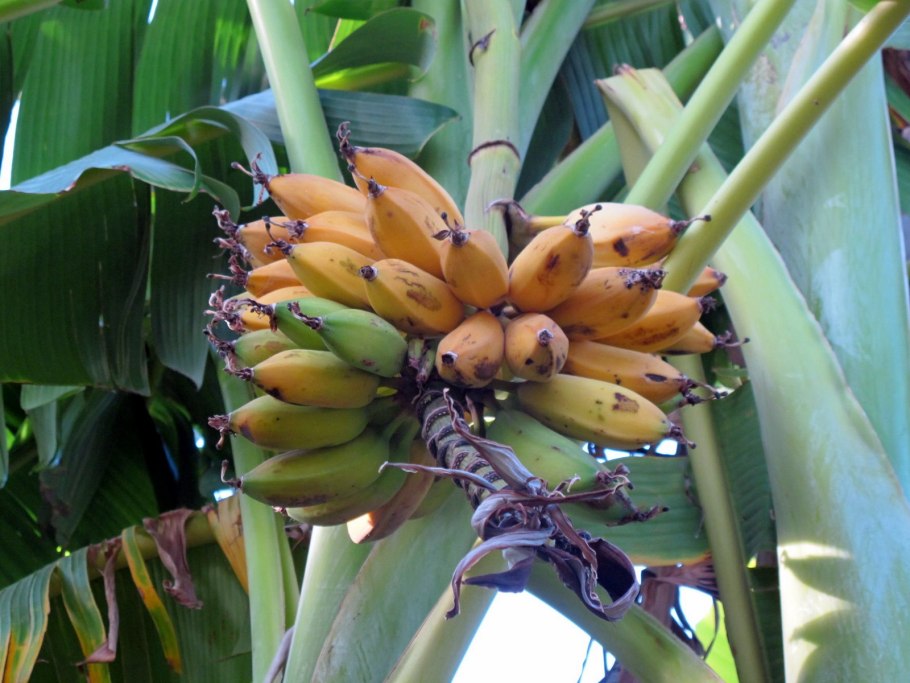 Банановое дерево на Кубани