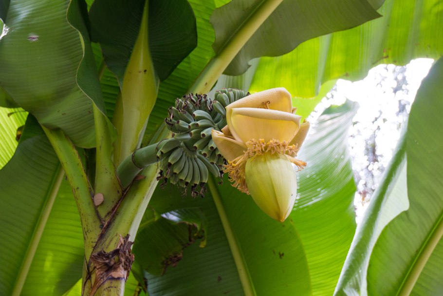 Семейство банановые