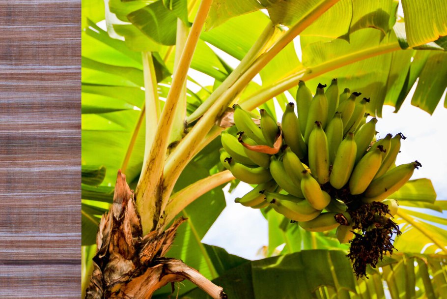 Банановая Пальма Эквадор