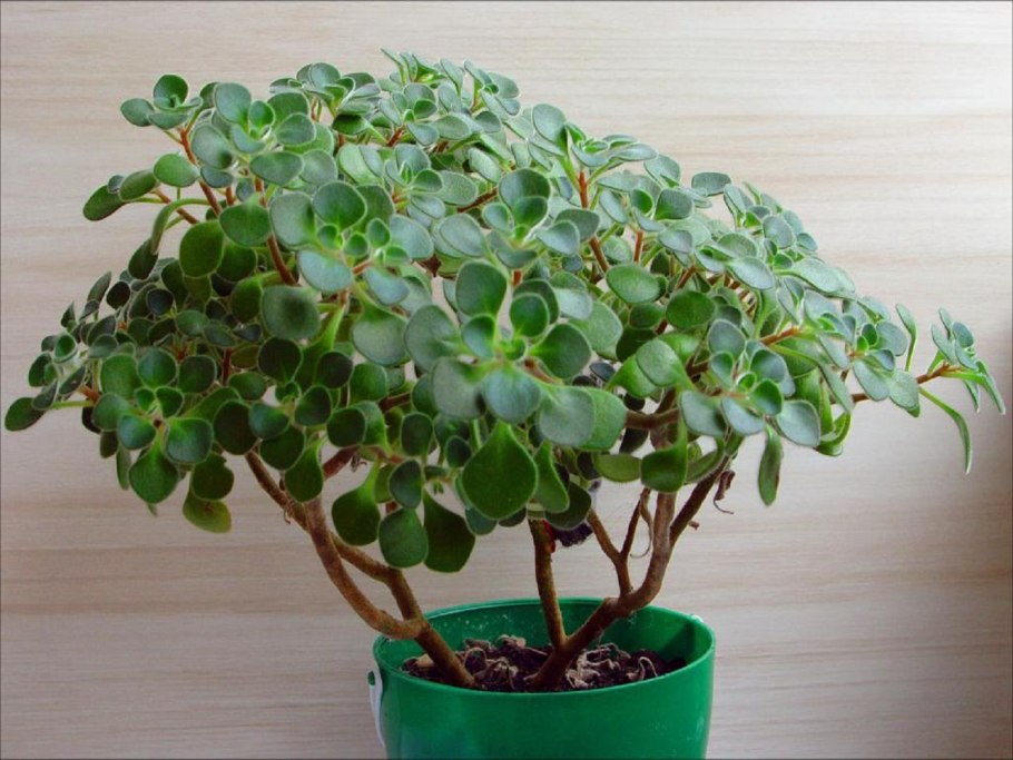 Viburnum rhytidophyllum