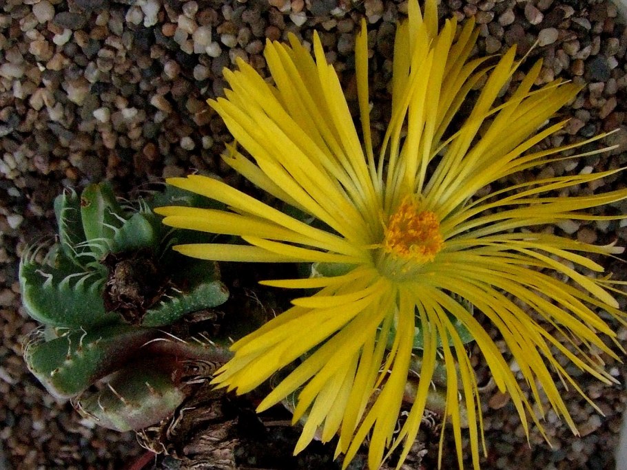 Тысячелистник обыкновенный (Achillea millefolium)