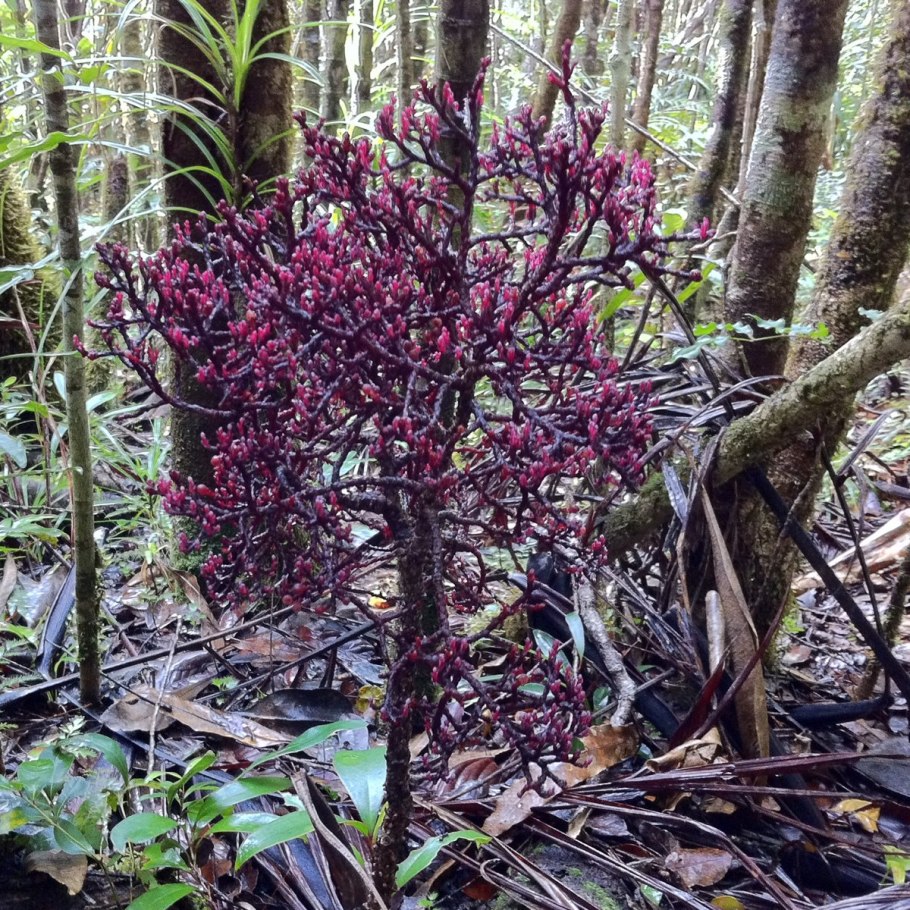 Saxifraga kolenatiana
