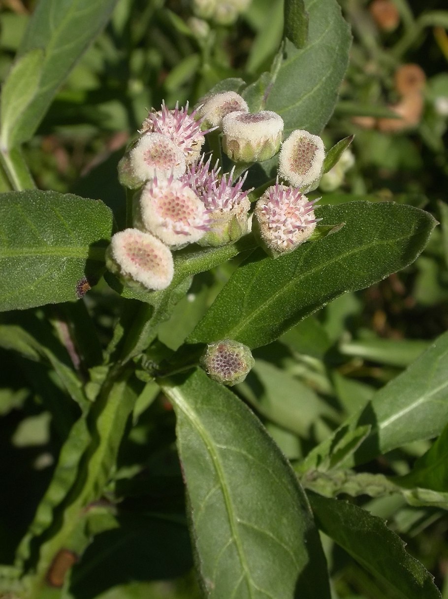 Львиный зев полевой