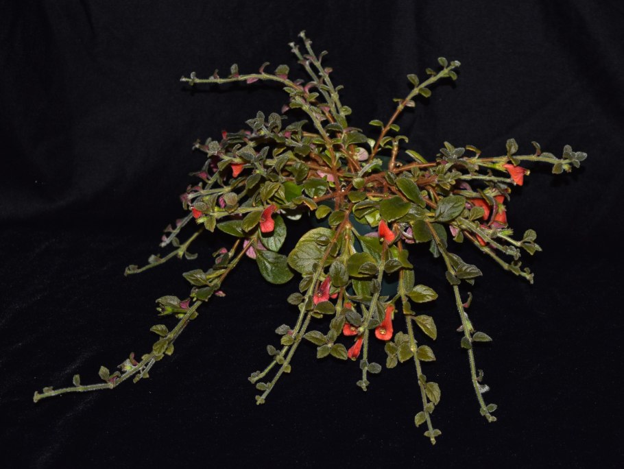 Аврана лекарственного - Gratiola officinalis