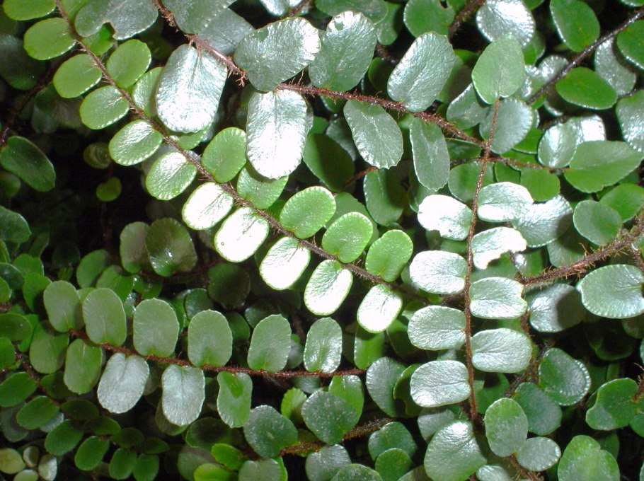 Босвеллия Ладан