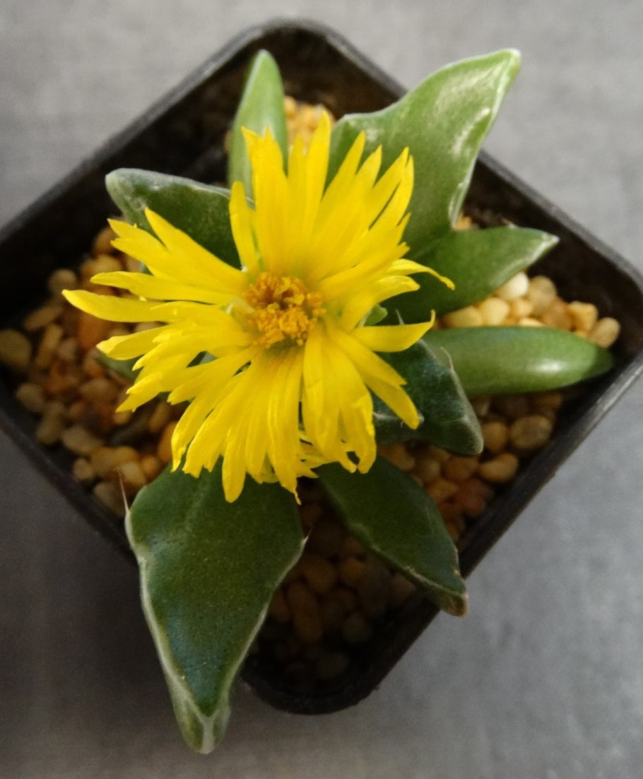 Эрантис весенник