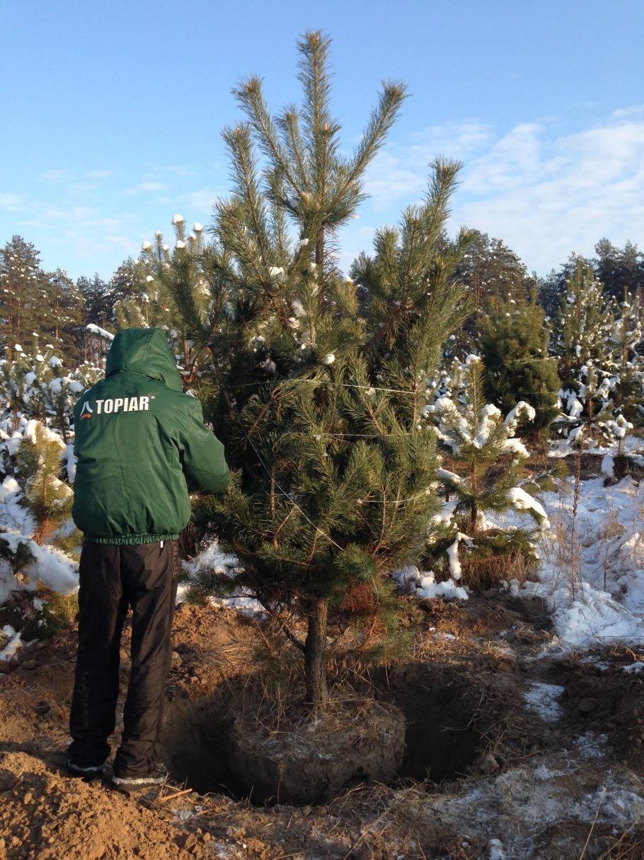 Саженец ели в руках