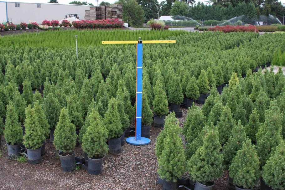 Елка туя пихта можжевельник