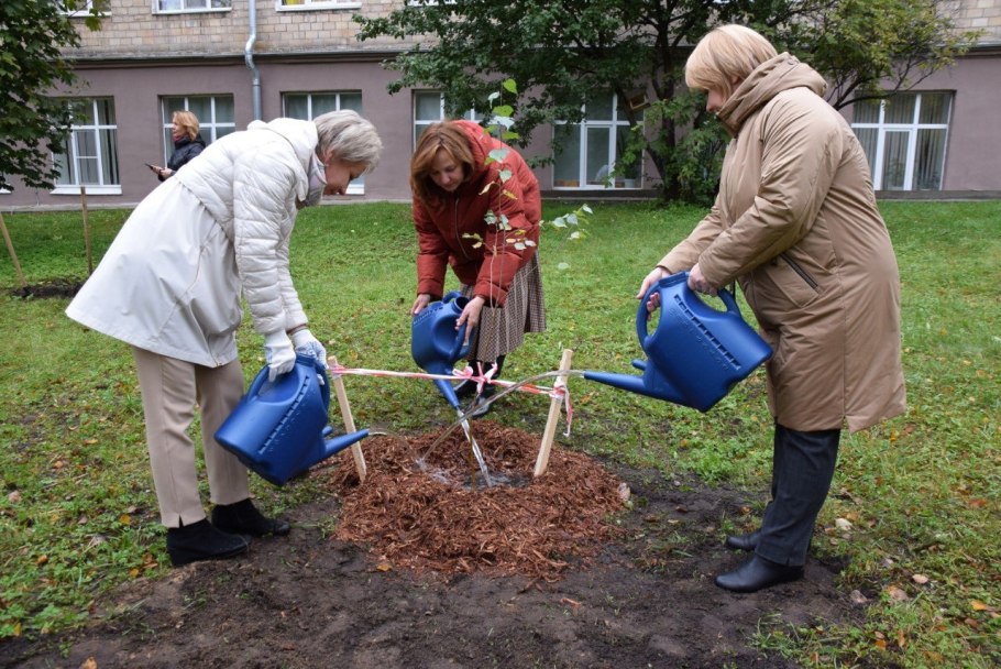 Посадка дерева