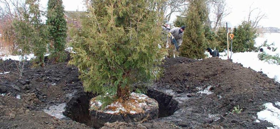 Посади новогоднюю ель