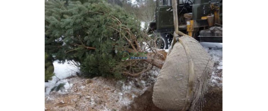 Зимняя посадка крупномеров
