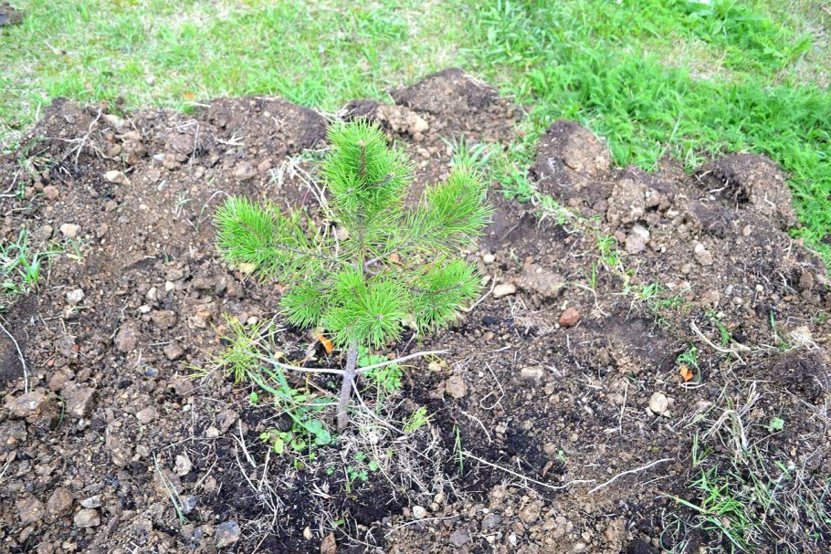 Высадка сосны на участке