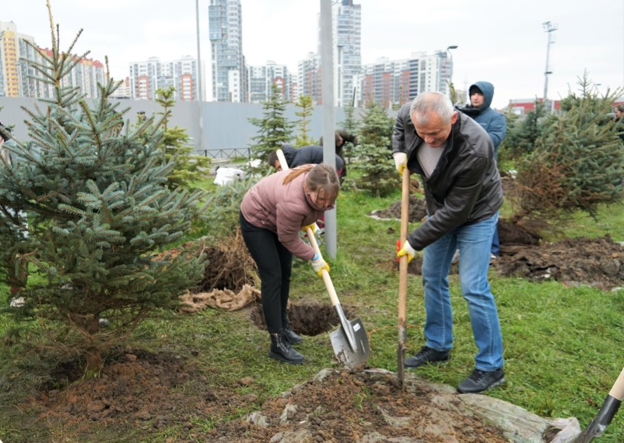 Ель Коника черенкование