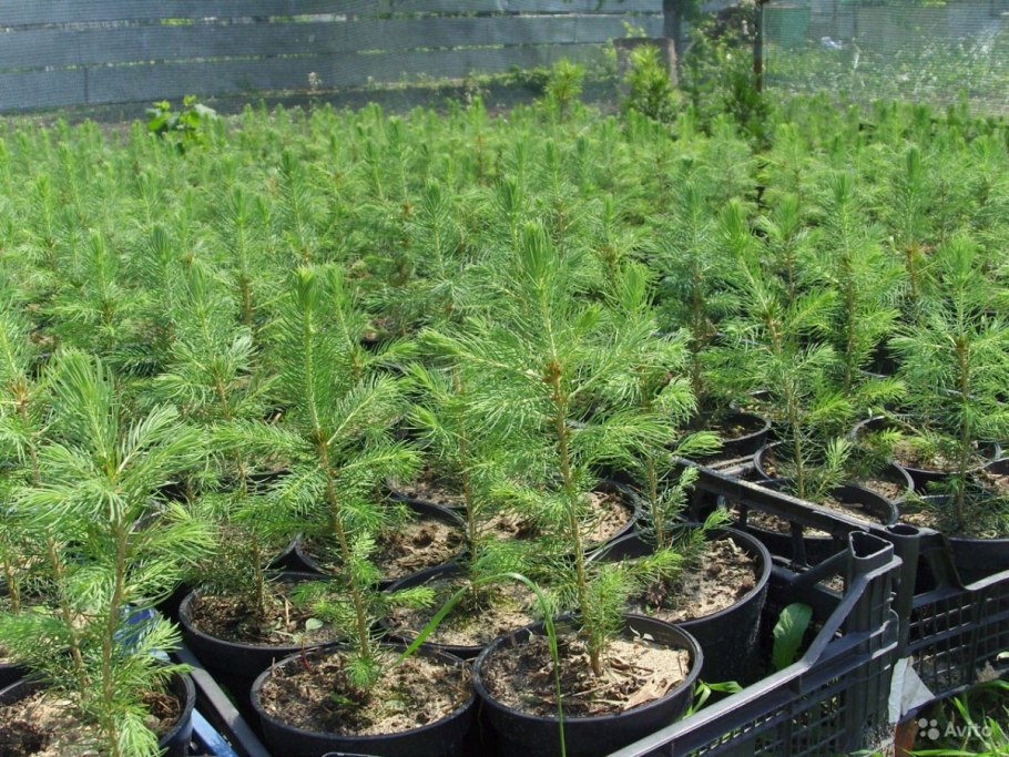 Лесной питомник сеянцы сосны