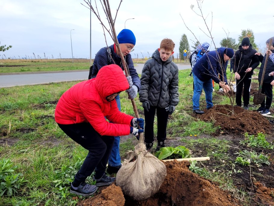 Посади дерево