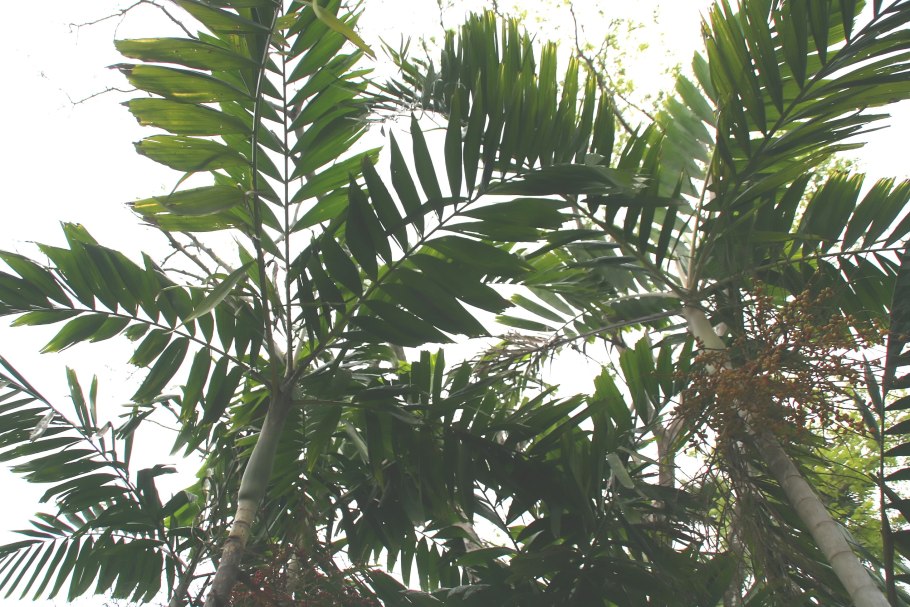 Ptychosperma elegans