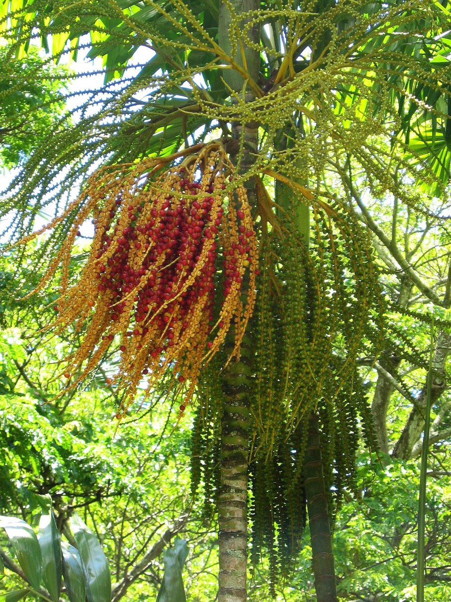 Ptychosperma macarthurii