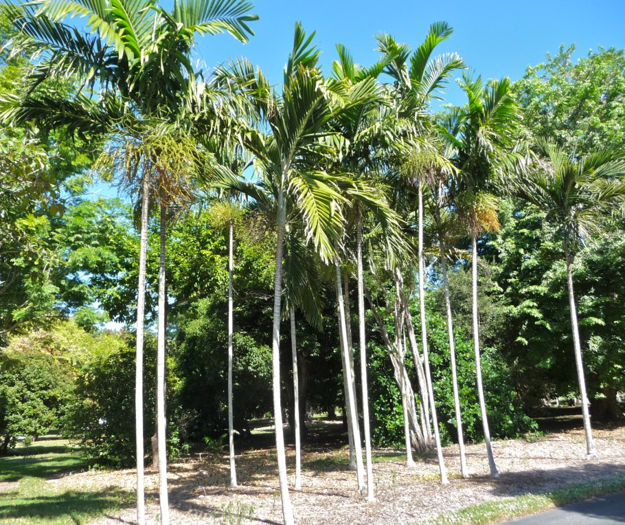 Ptychosperma elegans