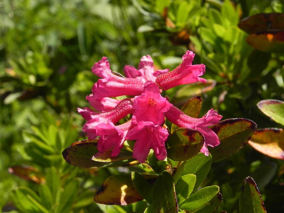 Рододендрон Карибия