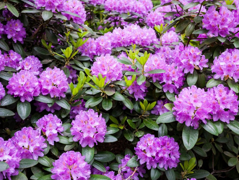 Rhododendron Cecile