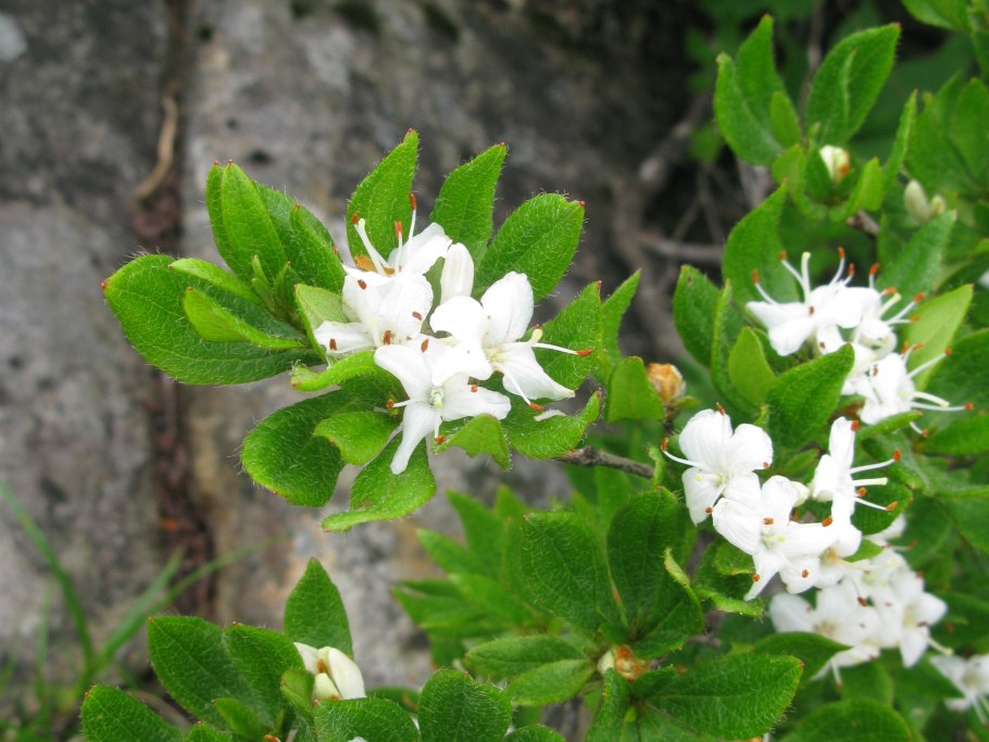 Рододендрон Polarnacht