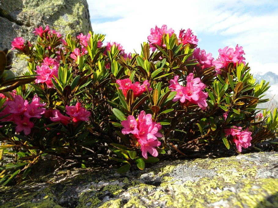 Rhododendron ferrugineum