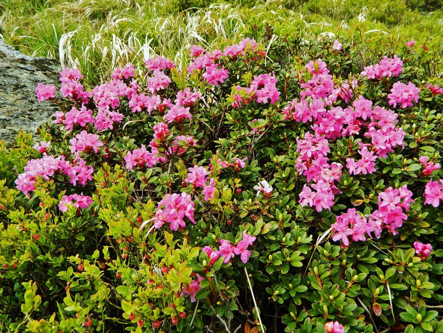 Rhododendron myrtifolium