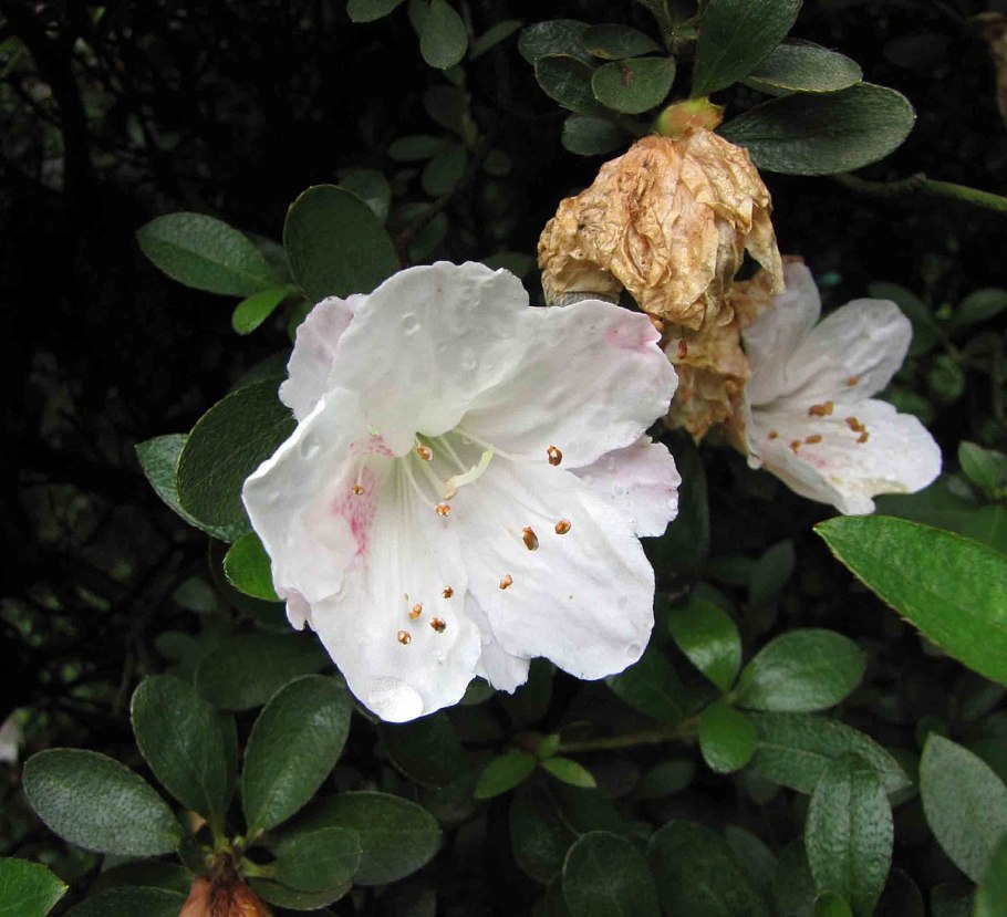 Ботанический сад СПБ 19 апреля 2022 цветут ли рододендрон