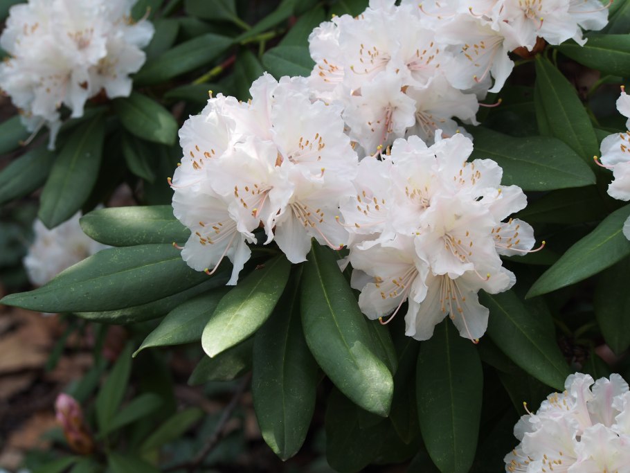 Rhododendron ferrugineum