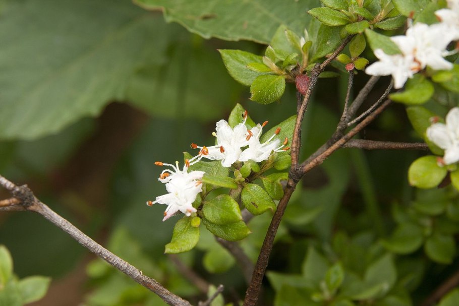 Рододендрон канадский White