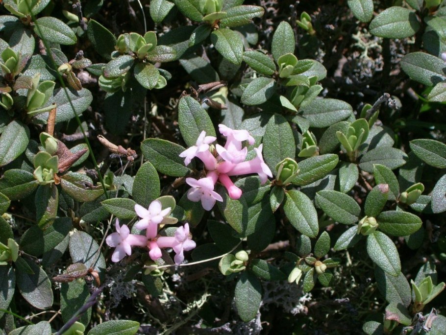 Саган дайля