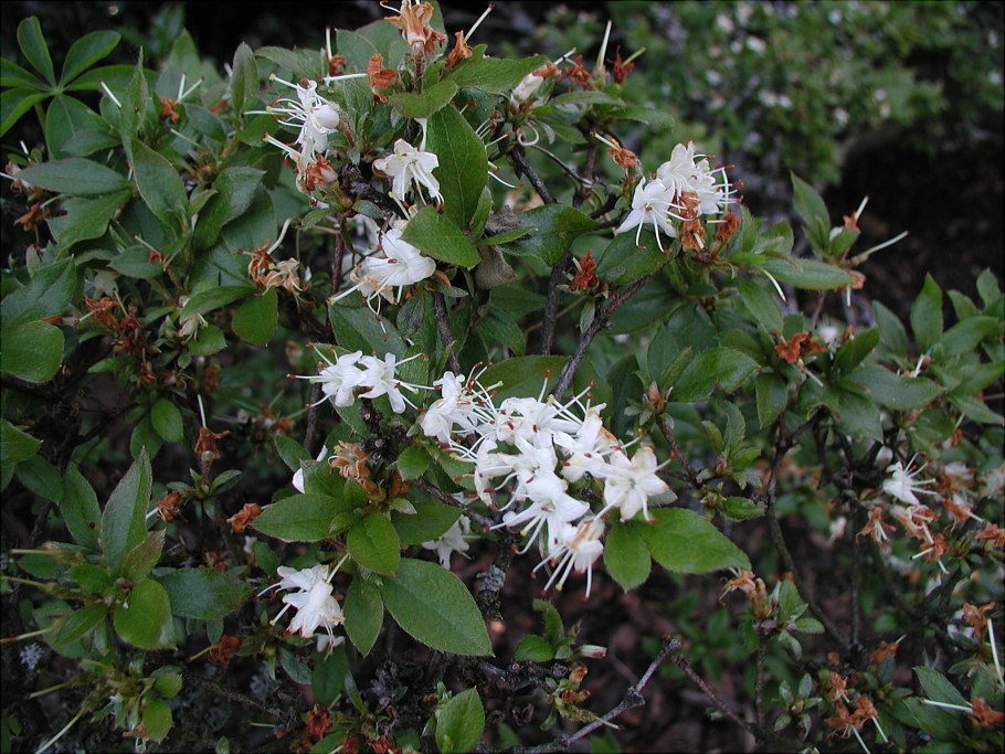 Alsinidendron trinerve