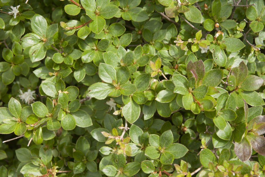 Rhododendron tschonoskii