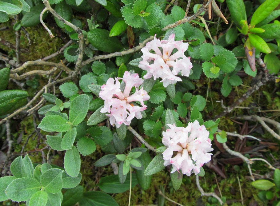 Рододендрон Вазея