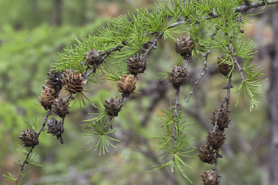 Larix potaninii