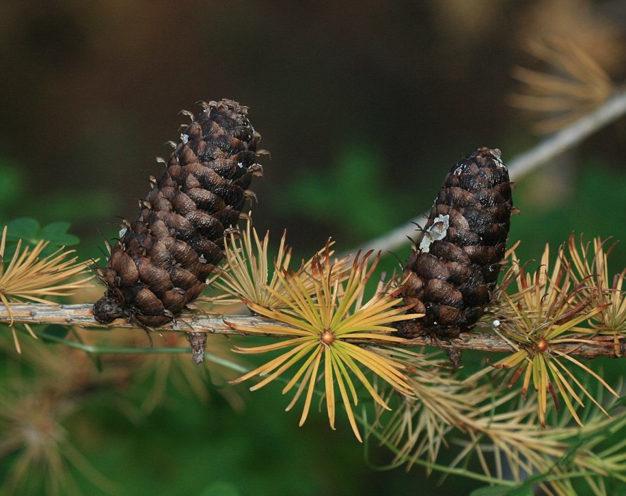 Larix griffithii