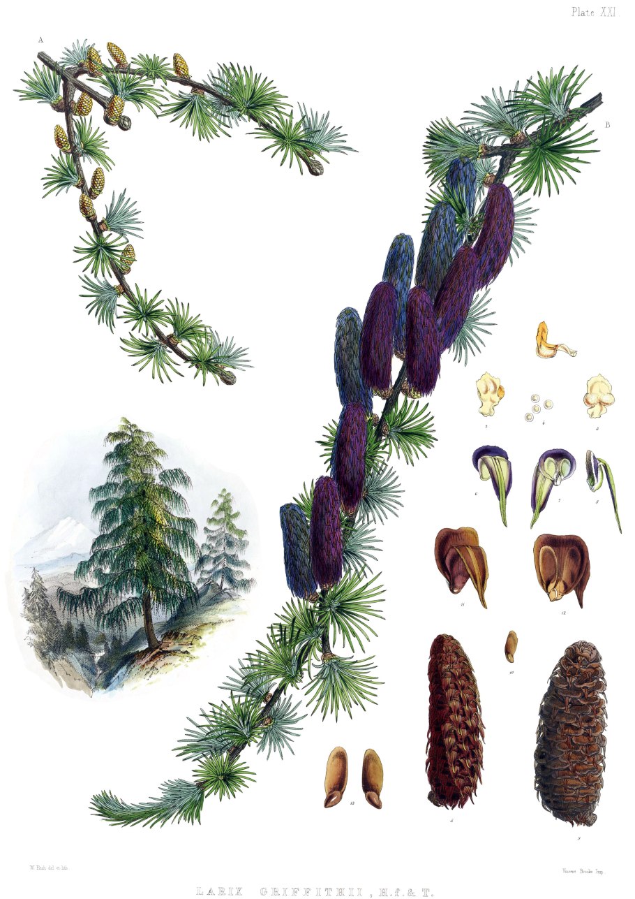 Ель гималайская, Смита