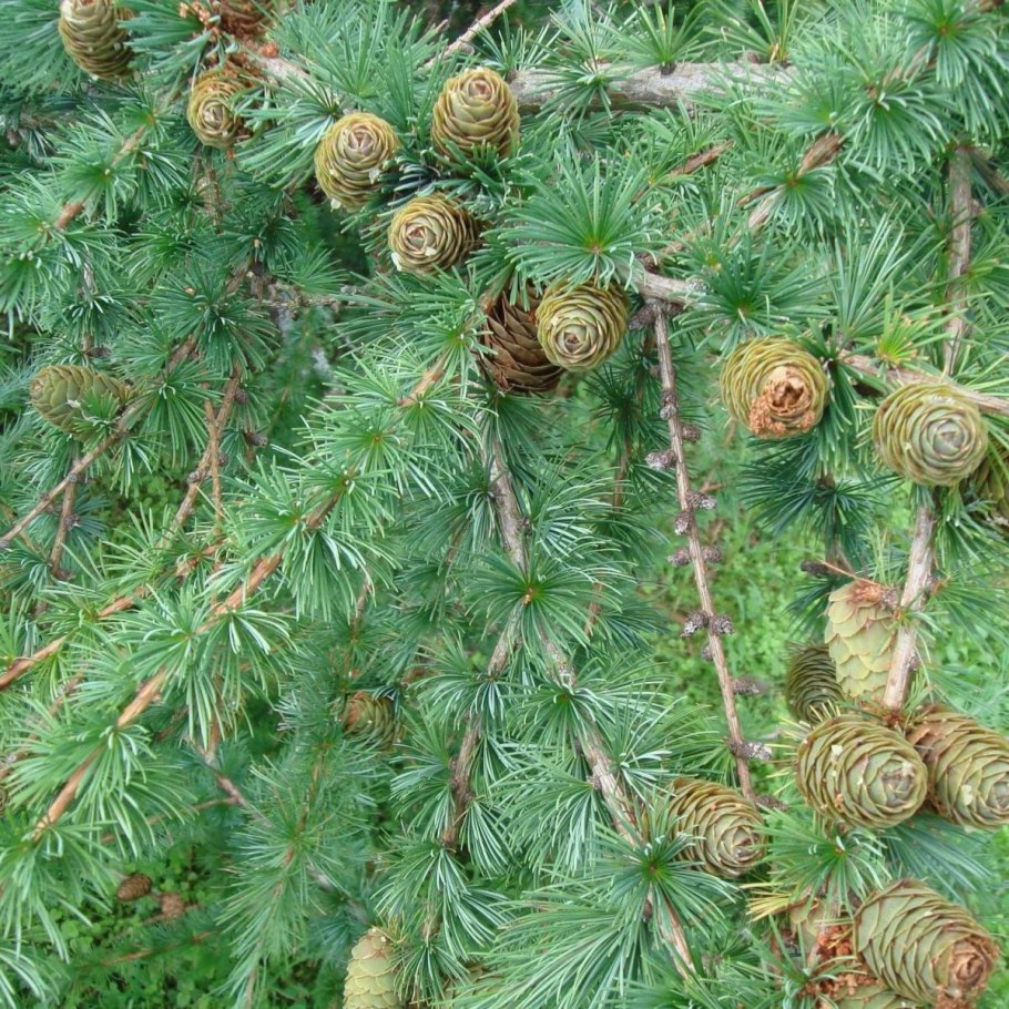 Larix marschlinsii